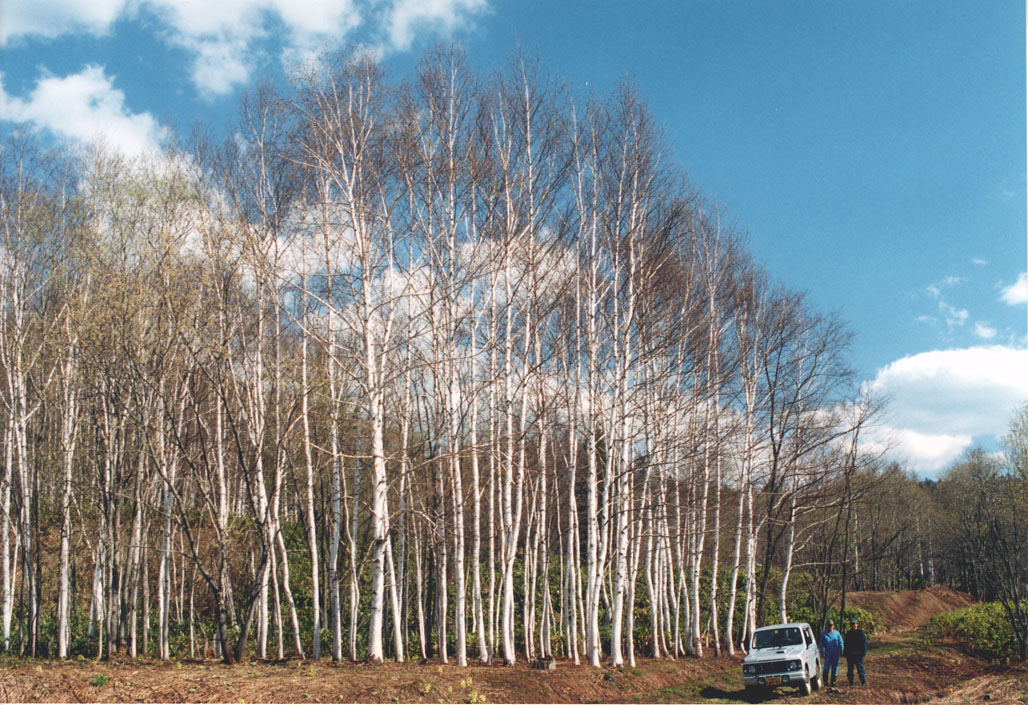 常盤町白樺林