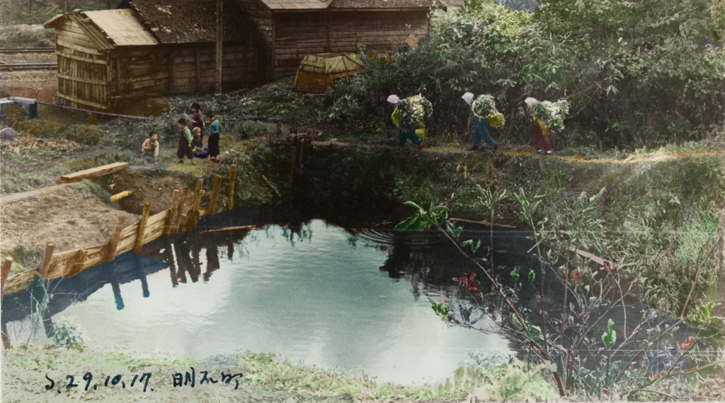 昭和29年　秋 大根収穫