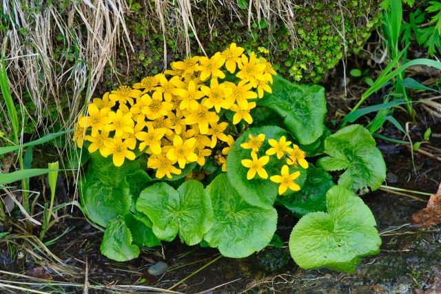 大夕張山歩き　山菜採り4月